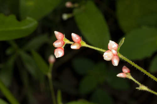 Polygonum arifolium #8
